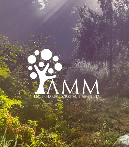 Floresta iluminada pelo sol com a marca AMM