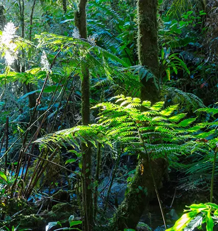 Vegetação densa em uma floresta