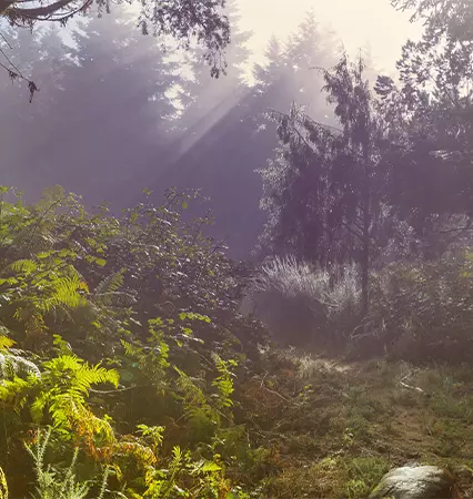Luz atravessando uma área de floresta