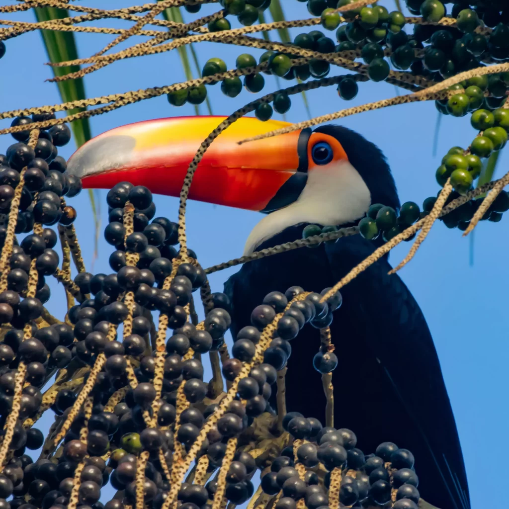 Tucano-toco