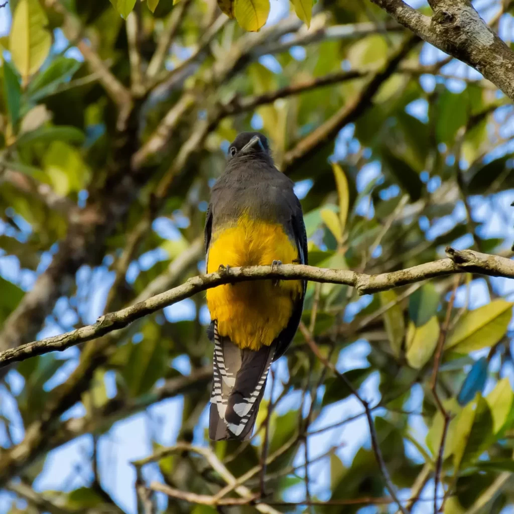 Surucuá-grande-de-barriga-amarela