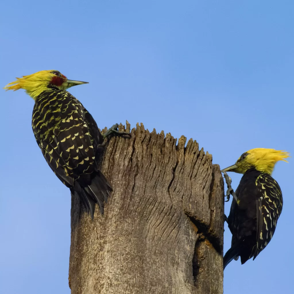 Pica-pau-de-cabeça-amarela