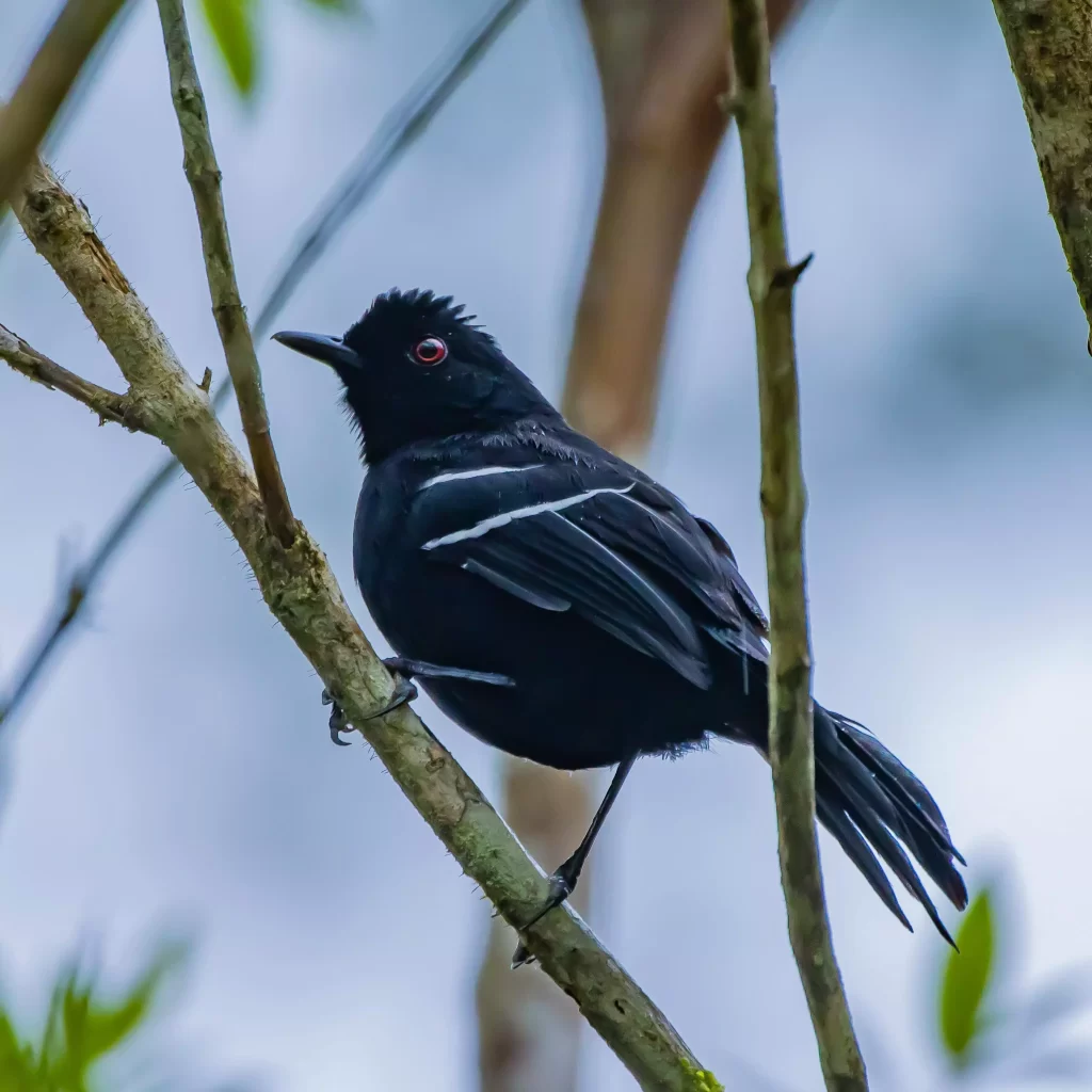 Fauna da Mata Atlântica